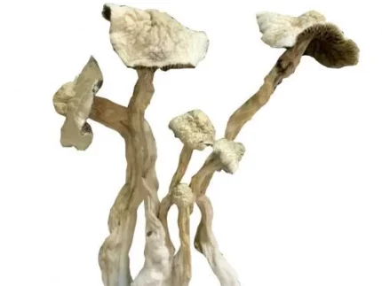 albino-mushroom