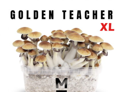 golden-teacher-mondo-magic-mushroom-kit-main-xl